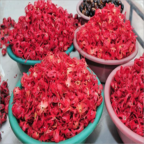 Mace flower - 1